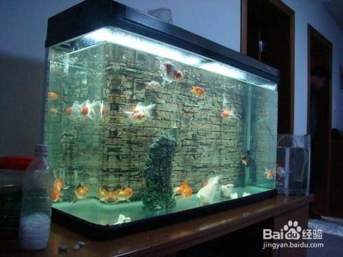 魚缸潛水過濾泵安裝方法（如何安裝魚缸潛水過濾泵）
