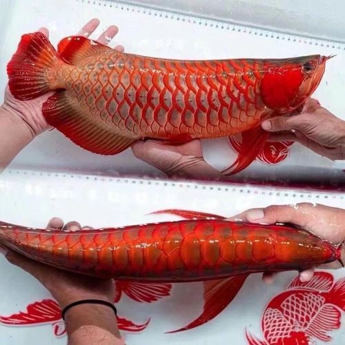 金龍魚是熱帶魚嗎圖片 龍魚百科 第3張 金龍魚是熱帶魚嗎圖片 金龍魚是熱帶魚嗎圖片 龍魚百科 第3張