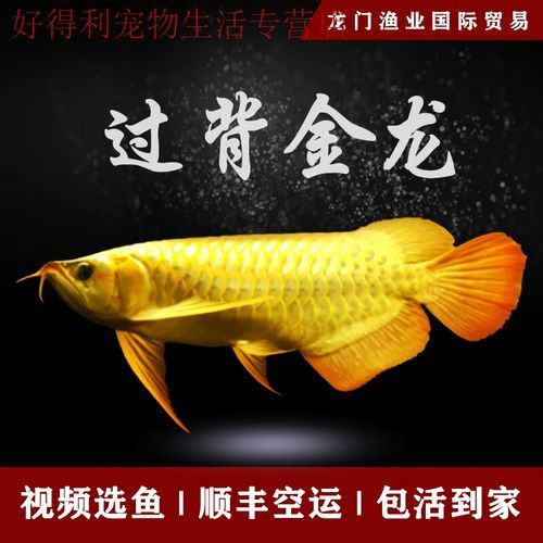 金龍魚是熱帶魚嗎圖片 龍魚百科 第12張 金龍魚是熱帶魚嗎圖片 金龍魚是熱帶魚嗎圖片 龍魚百科 第12張