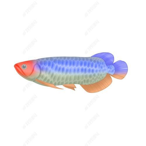 金龍魚是熱帶魚嗎圖片 龍魚百科 第16張 金龍魚是熱帶魚嗎圖片 金龍魚是熱帶魚嗎圖片 龍魚百科 第16張