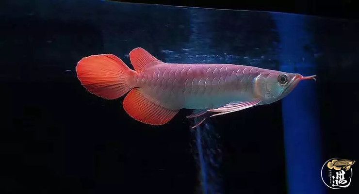 龍魚沉頭肛門排氣：龍魚沉頭怎么辦