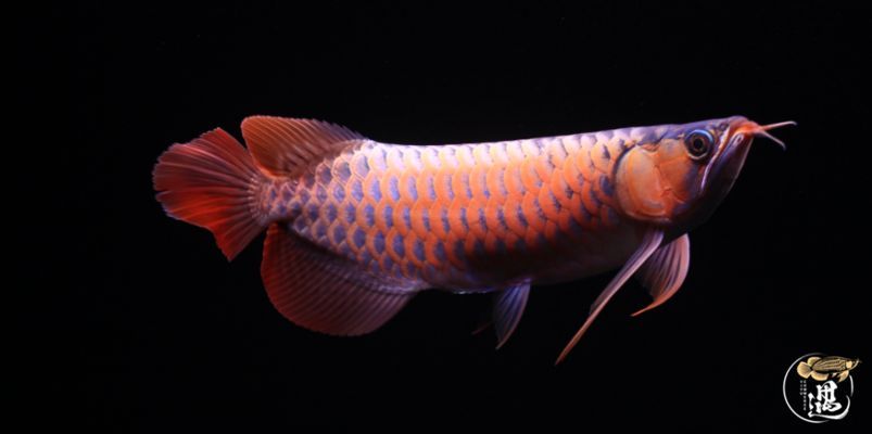 龍魚沉頭肛門排氣：龍魚沉頭怎么辦