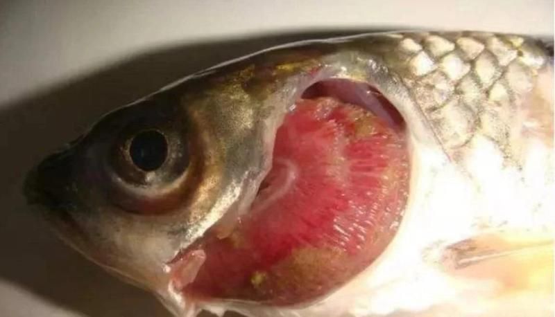 龍魚鰓蓋爛洞 龍魚鰓蓋爛洞 龍魚百科 第14張
