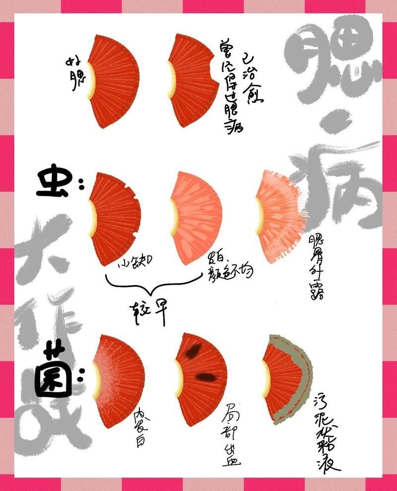 龍魚鰓蓋爛洞 龍魚鰓蓋爛洞 龍魚百科 第16張