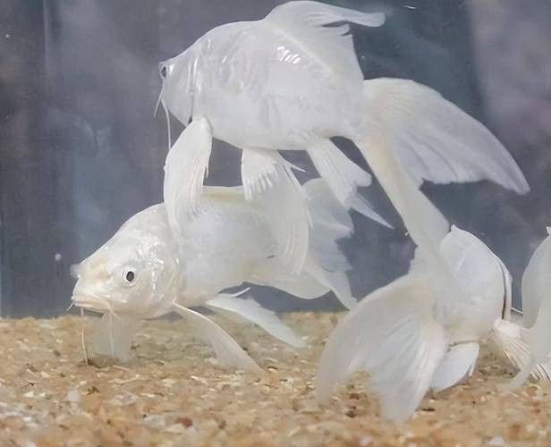 化骨龍魚圖片高清圖