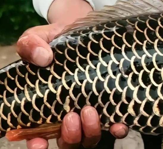 化骨龍魚圖片高清圖