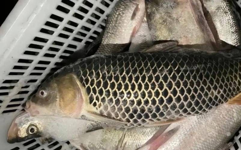 化骨龍魚圖片高清圖