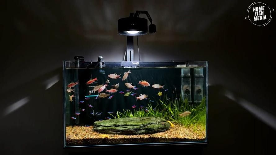 化骨龍魚圖片高清圖