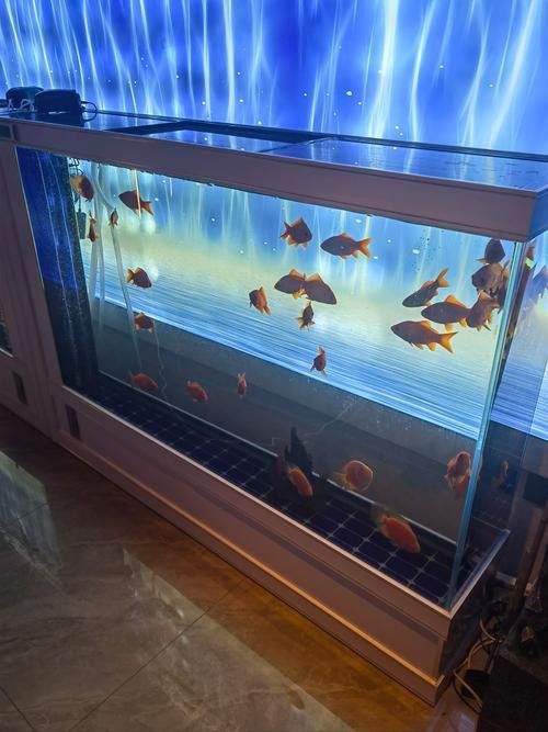 化骨龍魚圖片高清圖