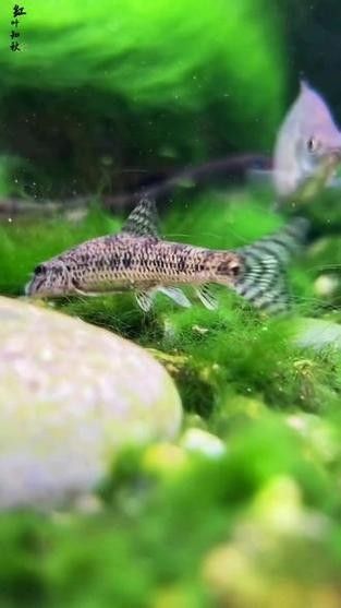 馬古龍魚的圖片欣賞大全