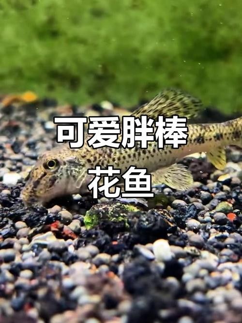 馬古龍魚的圖片欣賞大全