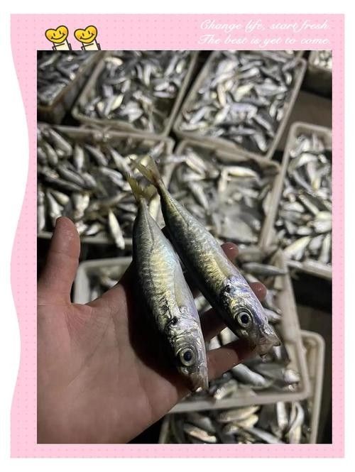 馬古龍魚的圖片欣賞大全