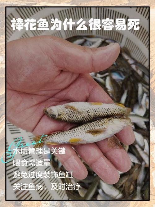 馬古龍魚的圖片欣賞大全
