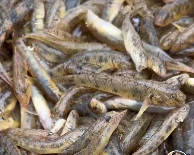 馬古龍魚的圖片欣賞大全