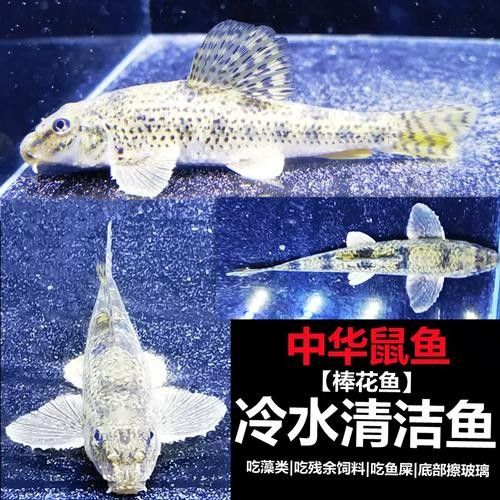 馬古龍魚的圖片欣賞大全