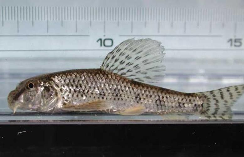 馬古龍魚的圖片欣賞大全