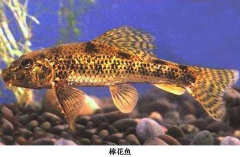 馬古龍魚的圖片欣賞大全