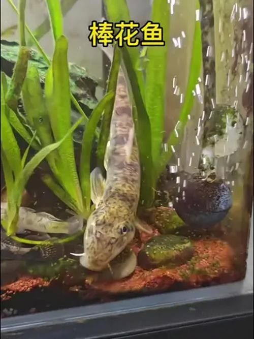 馬古龍魚的圖片欣賞大全