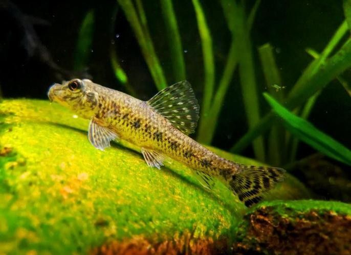 馬古龍魚的圖片欣賞大全