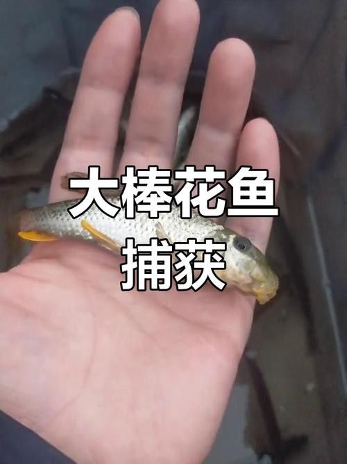馬古龍魚的圖片欣賞大全