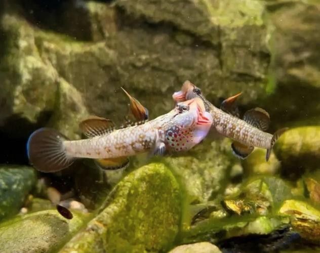 馬古龍魚的圖片欣賞大全