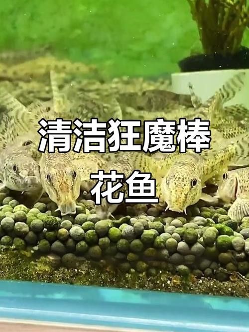 馬古龍魚的圖片欣賞大全