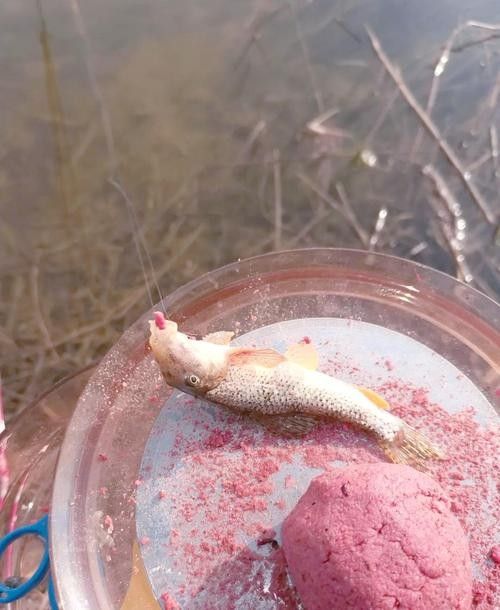 馬古龍魚的圖片欣賞大全