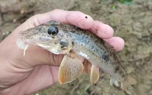 馬古龍魚的圖片欣賞大全