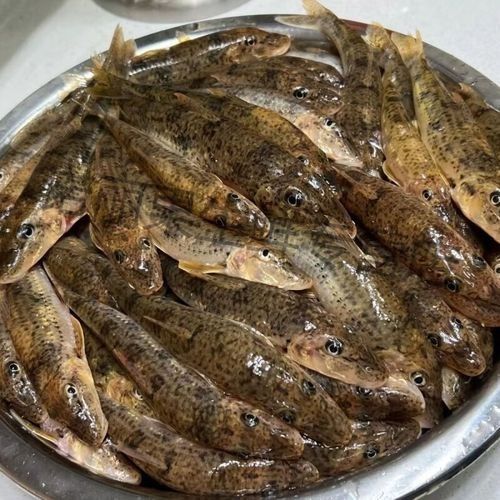 馬古龍魚的圖片欣賞大全