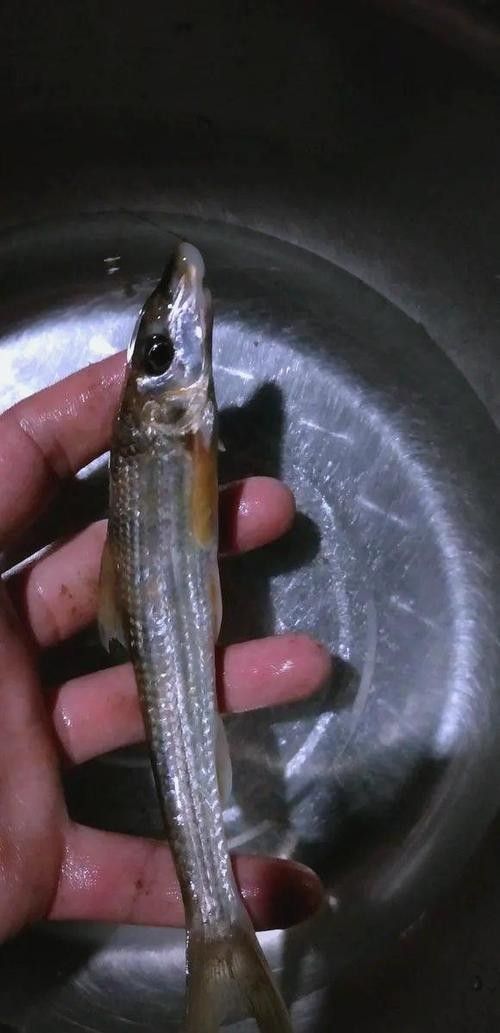馬古龍魚的圖片欣賞大全