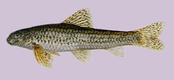 馬古龍魚的圖片欣賞大全