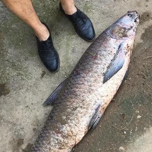 馬古龍魚的圖片欣賞大全