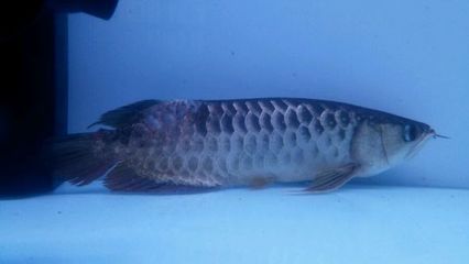 金龍魚鱗片起來是怎么回事【金龍魚鱗片豎起是怎么回事】 龍魚百科 第1張 金龍魚鱗片起來是怎么回事【金龍魚鱗片豎起是怎么回事】 金龍魚鱗片起來是怎么回事【金龍魚鱗片豎起是怎么回事】 龍魚百科 第1張