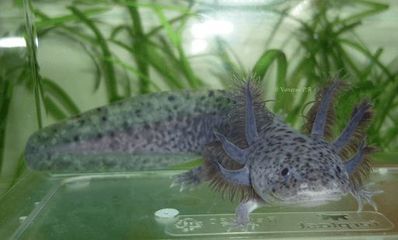 六角恐龍魚墊缸（六角恐龍魚混養注意事項）