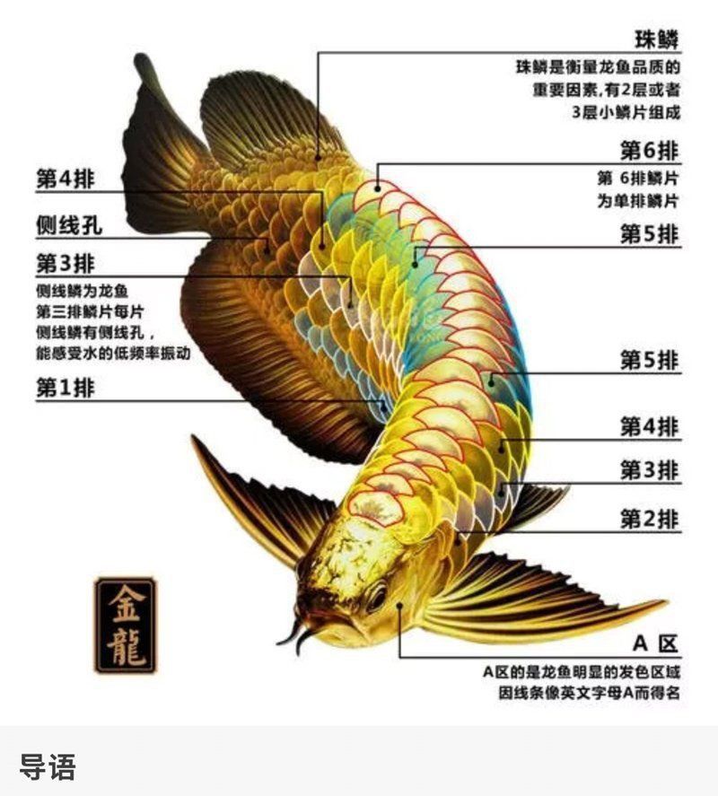 過背金龍怎么區分 過背金龍怎么區分 龍魚百科 第7張