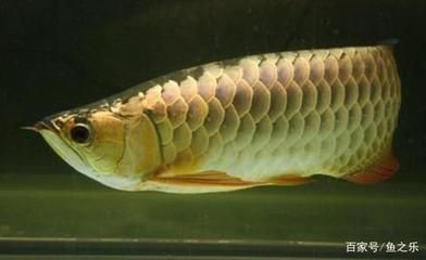 養龍魚的最佳溫度和時間是多少度：養龍魚最佳水溫應該控制在24-28攝氏度之間