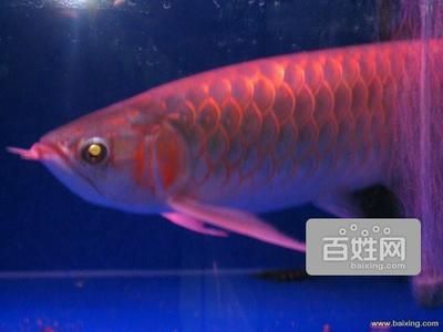 北京紅龍魚哪家好一點?。罕本┯^賞魚大世界水族、北京魚缸清洗養護專業水族服務