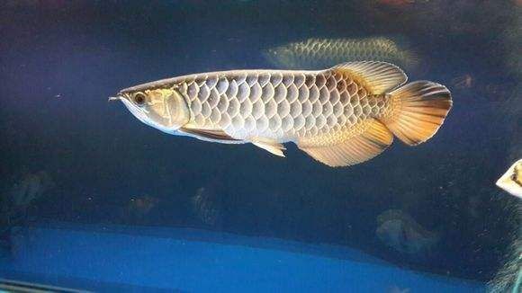 過背金龍魚B級好還是A（過背金龍魚a級與b級的區(qū)別是什么？）