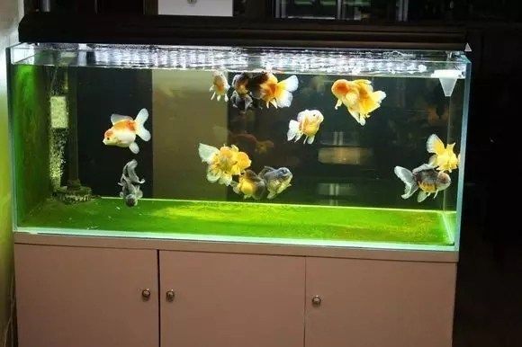 Everking魚缸（everking魚缸怎么樣） Everking魚缸（everking魚缸怎么樣） 龍魚百科 第5張