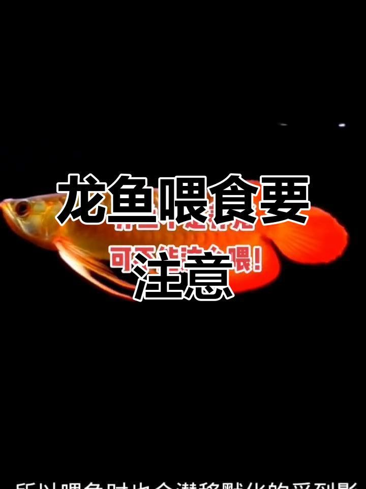 如何判斷龍魚是否吃飽？