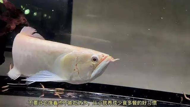 如何判斷龍魚是否吃飽？