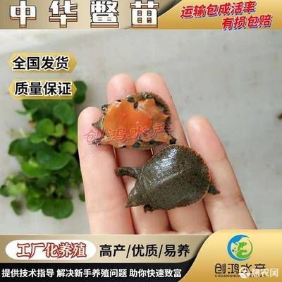 龍魚與烏龜混養的寓意（龍魚與烏龜混養有什么寓意？） 龍魚與烏龜混養的寓意（龍魚與烏龜混養有什么寓意？） 龍魚百科 第4張