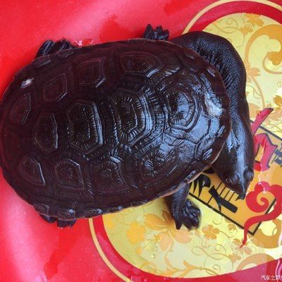 龍魚與烏龜混養的寓意（龍魚與烏龜混養有什么寓意？） 龍魚與烏龜混養的寓意（龍魚與烏龜混養有什么寓意？） 龍魚百科 第5張