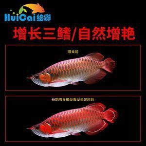 紅龍魚和銀龍魚的區別在哪里（紅龍魚和銀龍魚在多個方面存在顯著的區別）