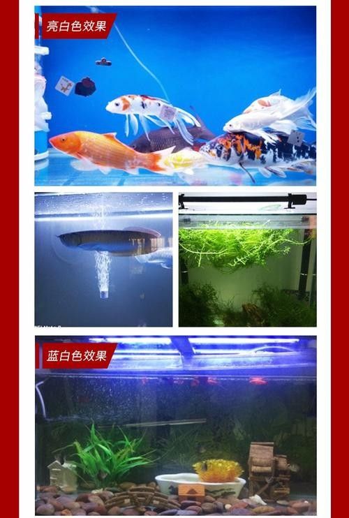 龍魚專用燈管圖片大全大圖 龍魚專用燈管圖片大全大圖 龍魚百科 第19張