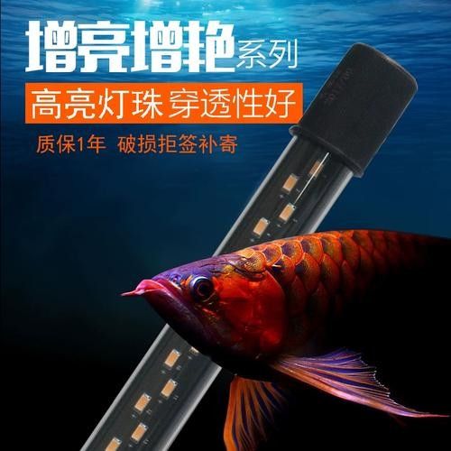 龍魚專用燈管圖片大全大圖 龍魚專用燈管圖片大全大圖 龍魚百科 第11張