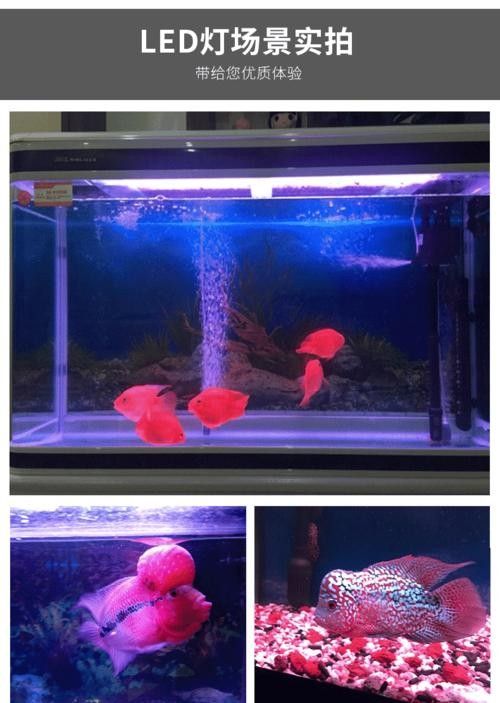 龍魚專用燈管圖片大全大圖 龍魚專用燈管圖片大全大圖 龍魚百科 第12張