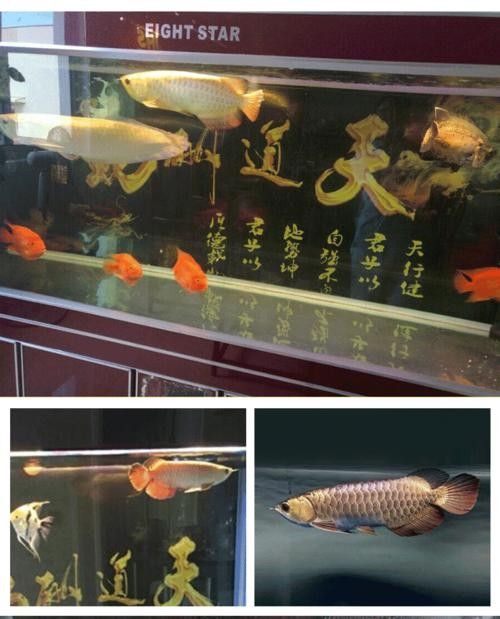 龍魚專用燈管圖片大全大圖 龍魚專用燈管圖片大全大圖 龍魚百科 第16張