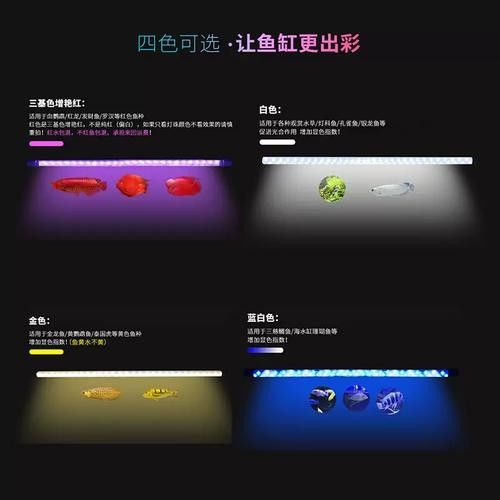 龍魚專用燈管圖片大全大圖 龍魚專用燈管圖片大全大圖 龍魚百科 第22張