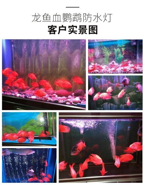 龍魚專用燈管圖片大全大圖 龍魚專用燈管圖片大全大圖 龍魚百科 第24張